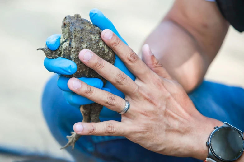 a man holding a small frog in his hands