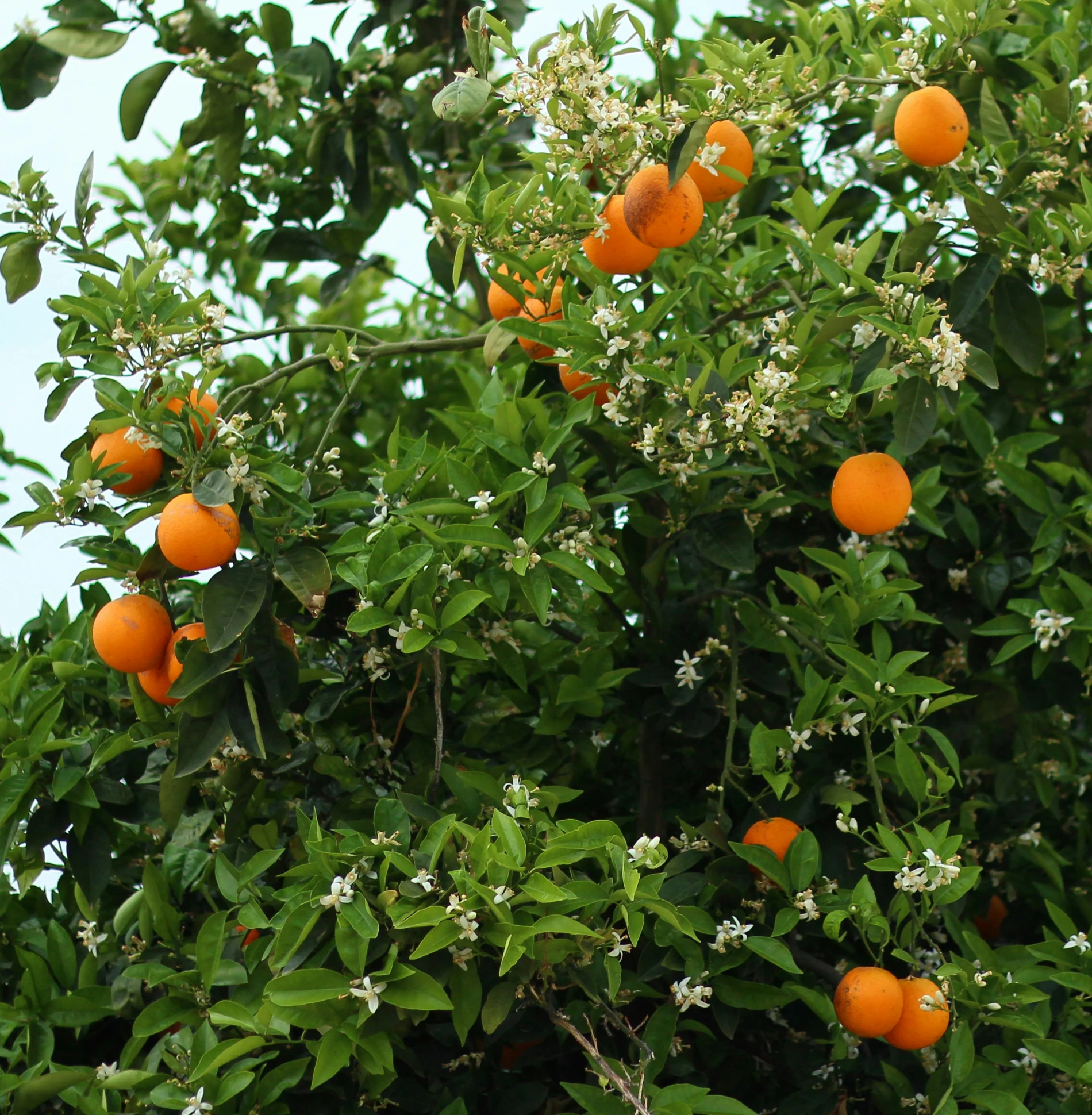 a bush with ripe oranges and lots of leaf