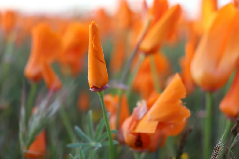 some orange flowers with blurry background