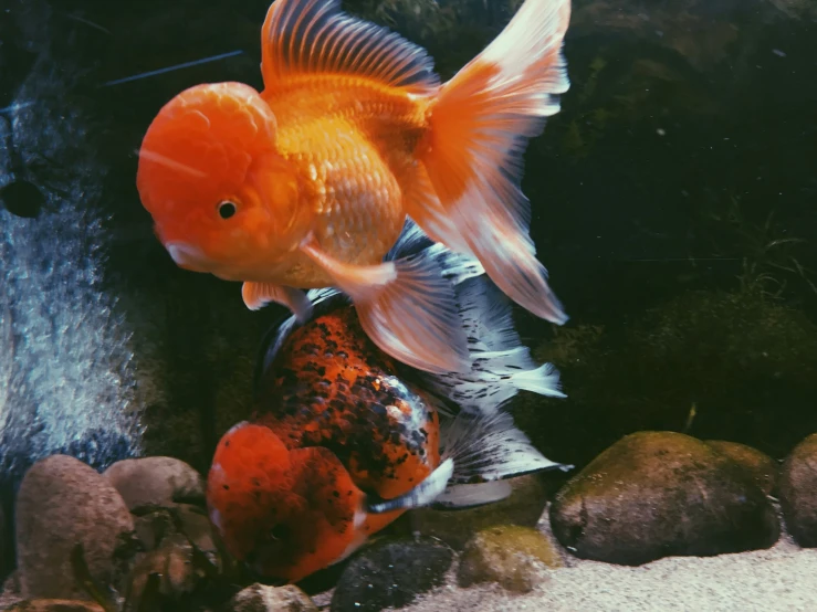 two red and white fish next to each other