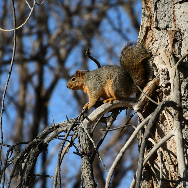 a squirrel is walking on a tree limb