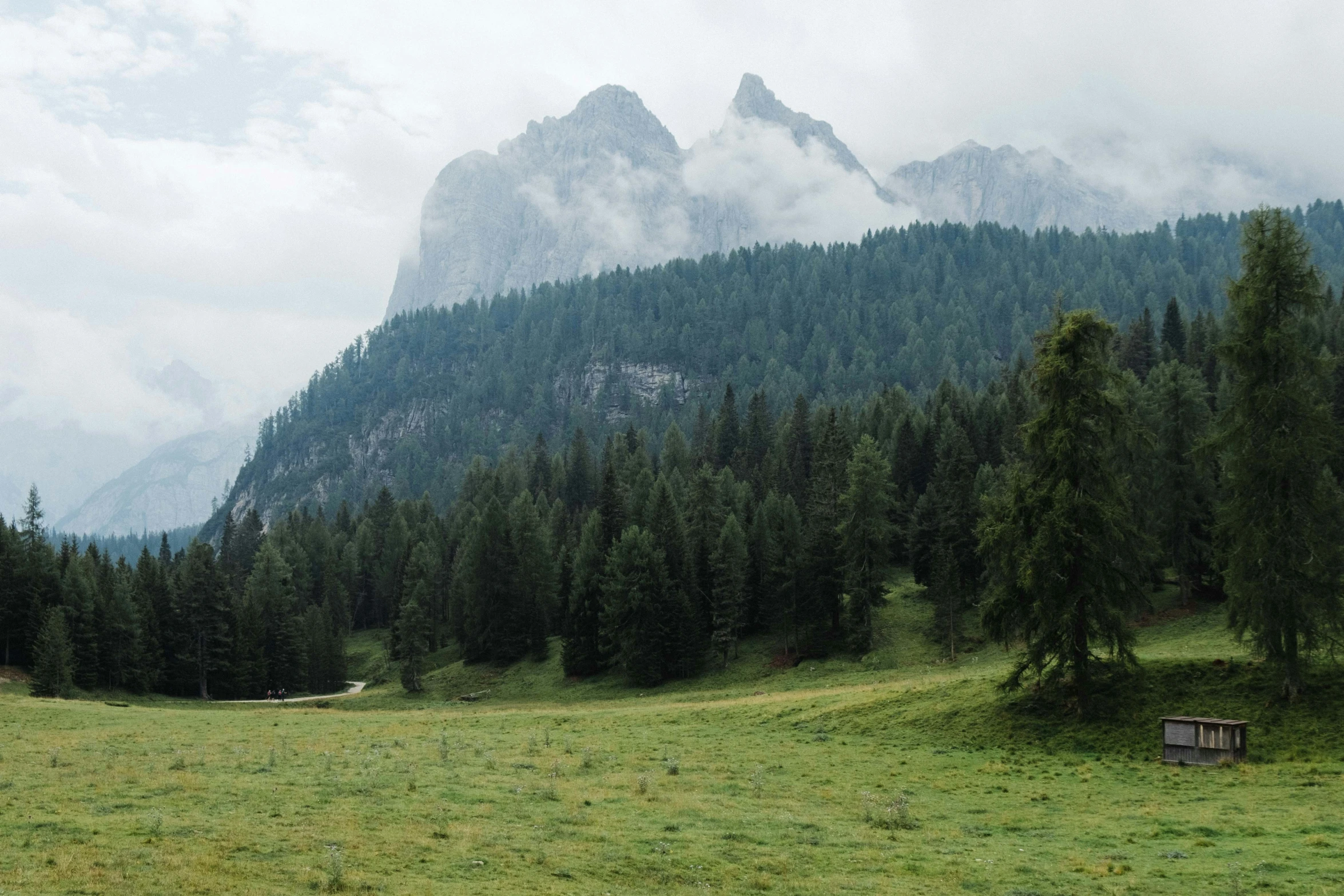 a very large field in the woods