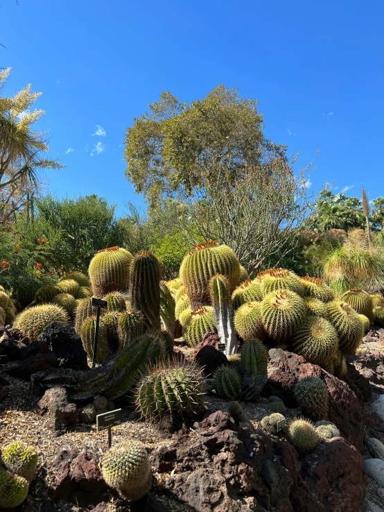 a lush cactus forest under a blue sky