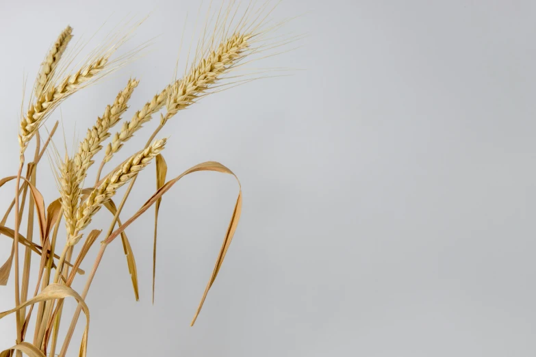 a close up of an assortment of wild wheat