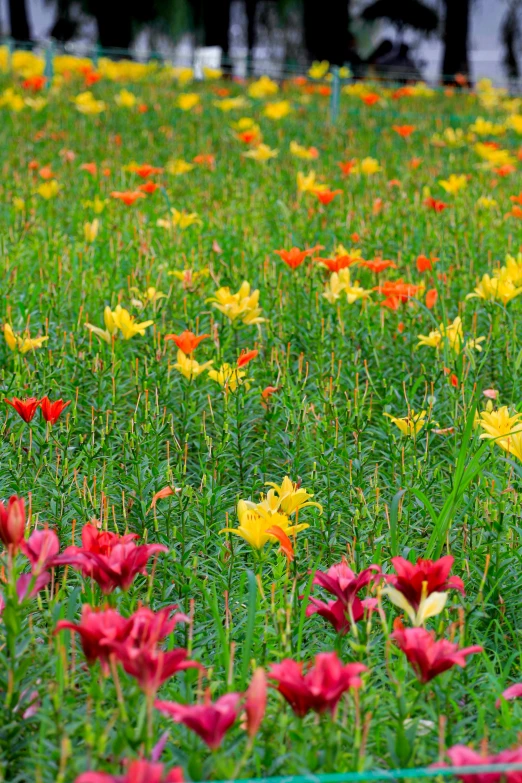 a meadow filled with lots of colorful flowers