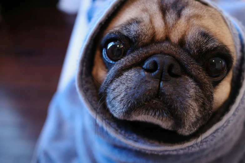 a dog with a hoodie on and a sad look
