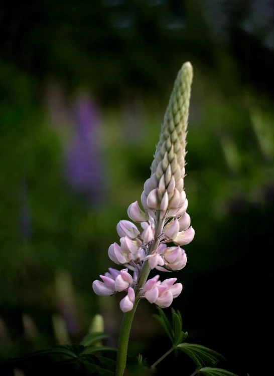 a single pink flower with purple flowers behind it