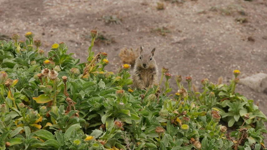 a small animal standing on top of green plants