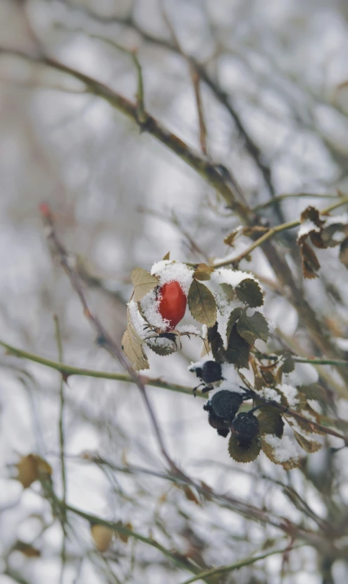 an apple sitting on a snowy nch with leaves