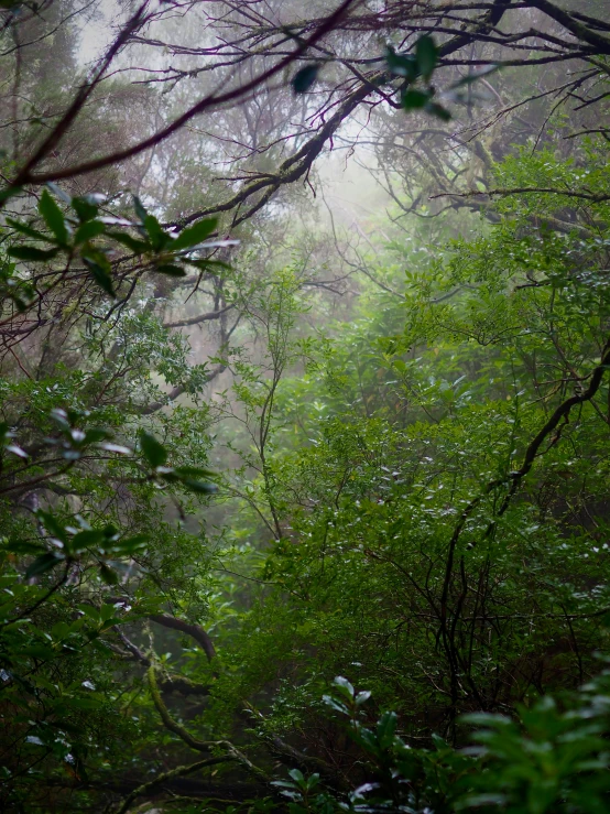 an image of a misty view of the woods