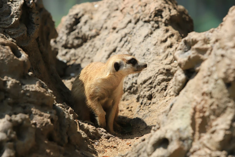 a small yellow dog is sitting in some rocks