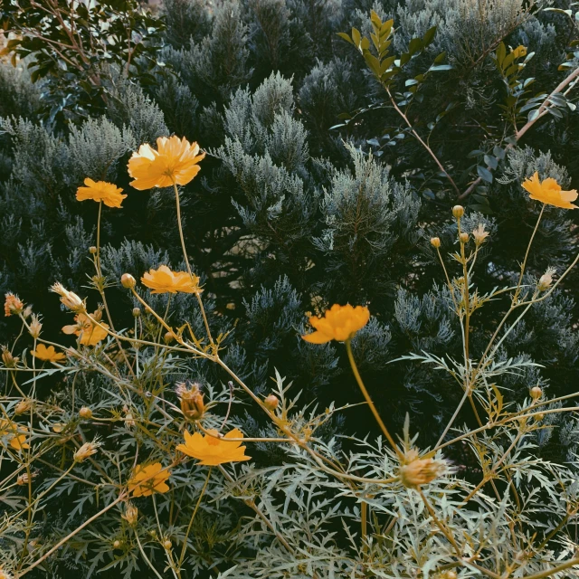 some flowers and bushes together by a river