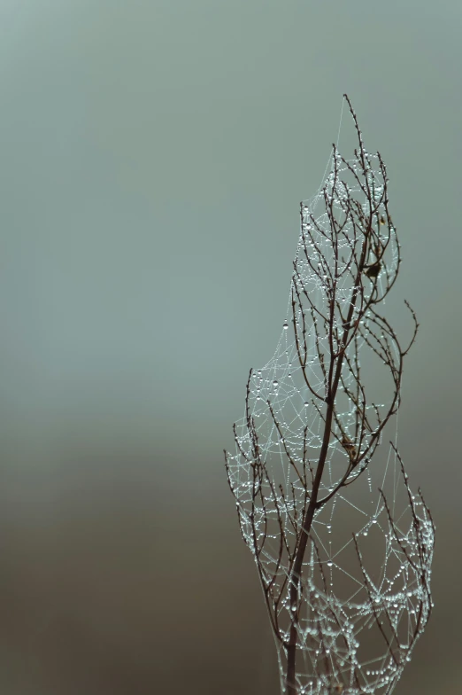 a picture of water on a plant with small drops