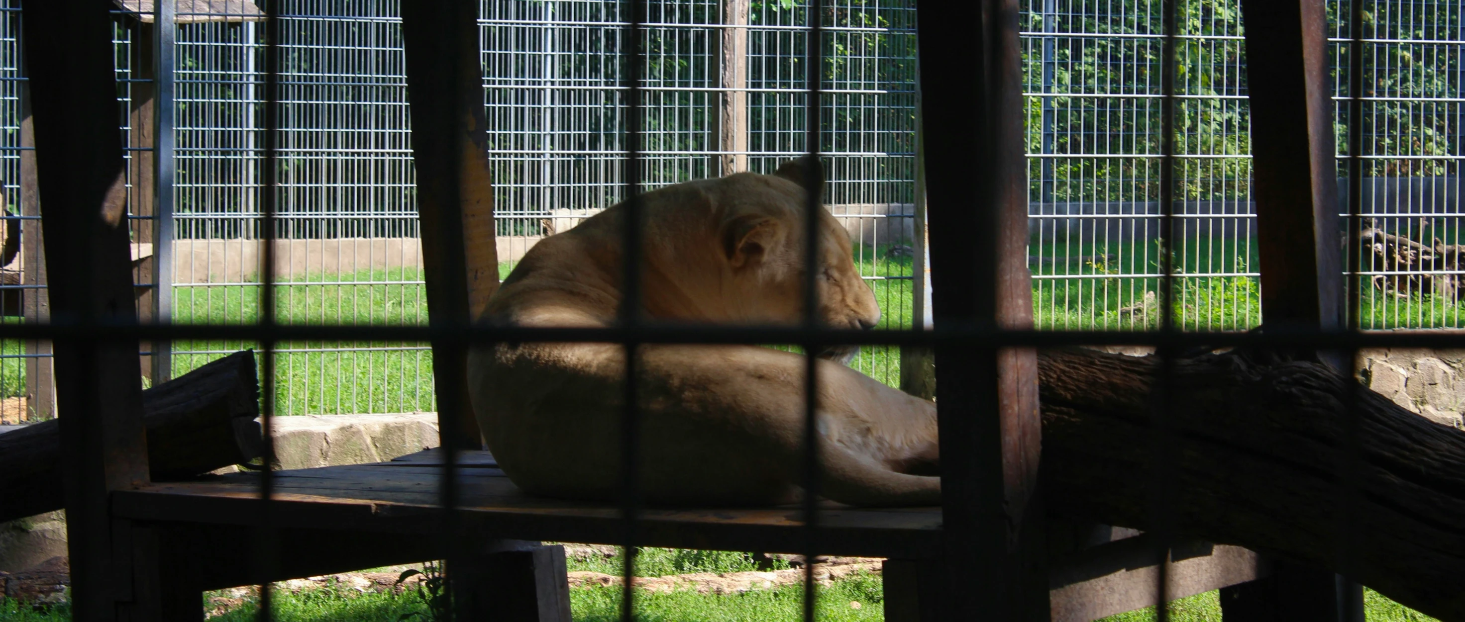 a white and brown dog sitting on a table inside of a metal fence