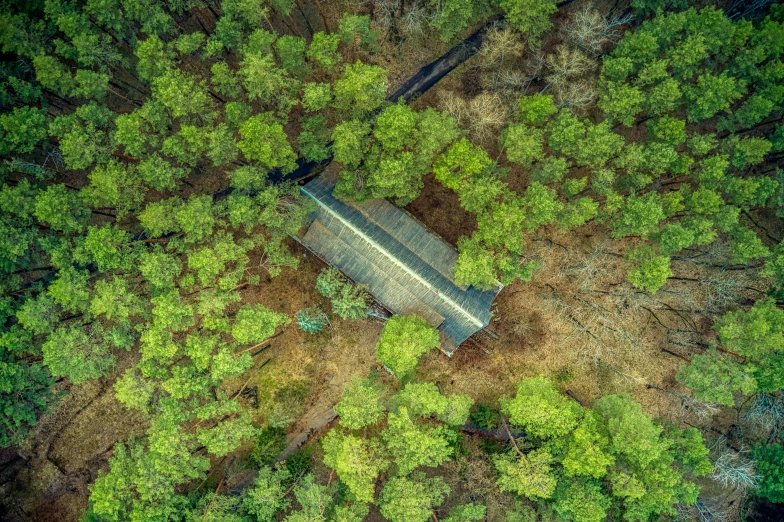 a bench in a field covered with lots of trees