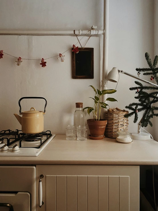 a potted plant sitting on a counter top in front of a stove