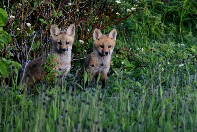 two foxes standing in some green plants and bushes