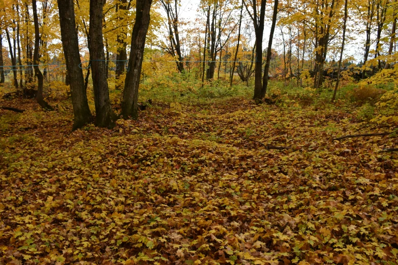 the woods is full of leaves, one of which is scattered on the ground