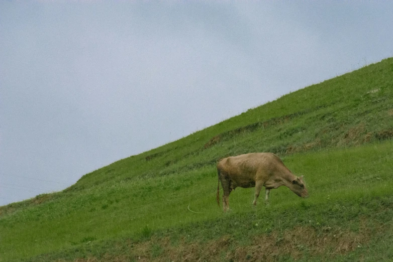 a sheep grazing in a green hillside on a cloudy day
