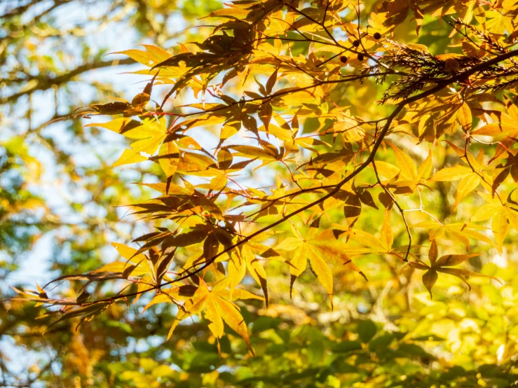 yellow leaves are hanging from the nches of trees