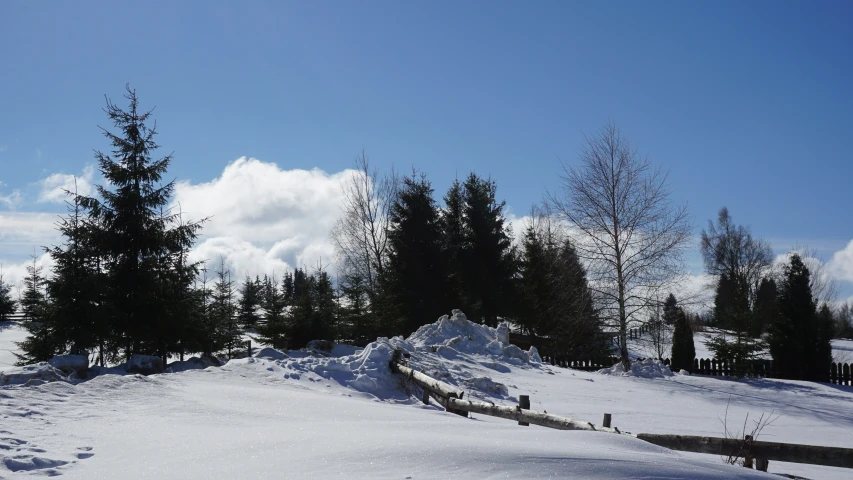 the snow has piled on top of trees