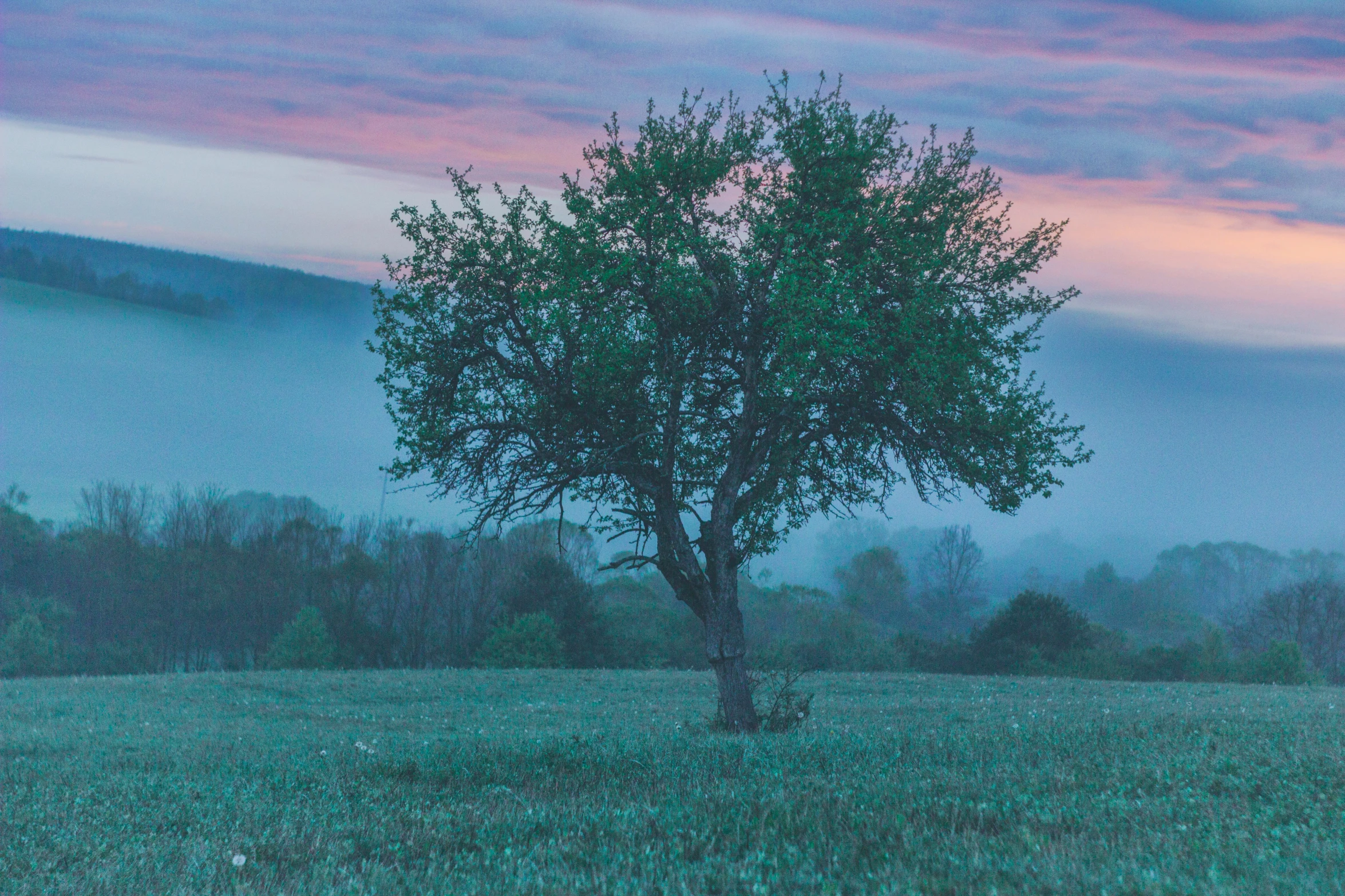 a lone tree sitting alone in a field at dusk