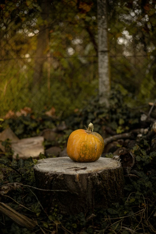 a pumpkin is sitting on a tree stump in the forest