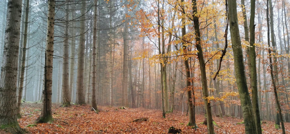 autumn trees and fallen leaves in the forest