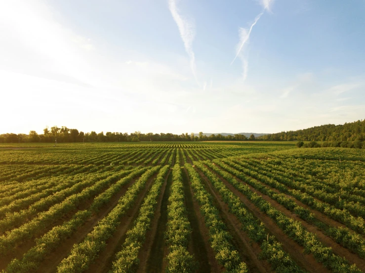 the sun is shining over the crops and trees