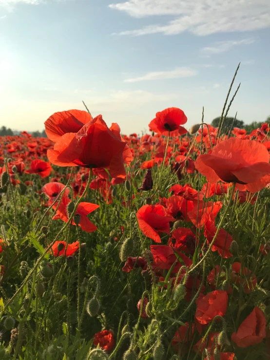 a field full of red flowers under blue skies