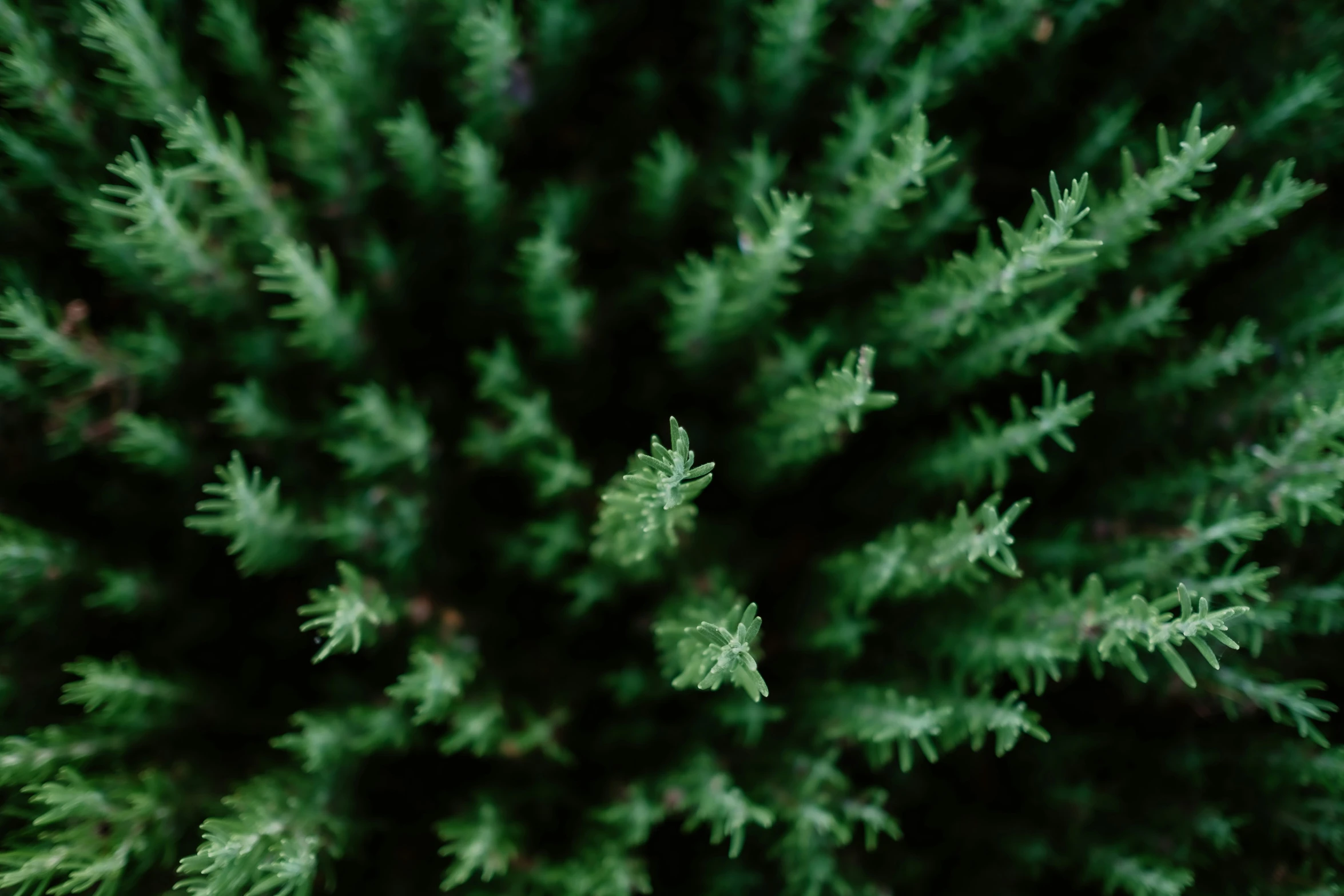 close up of a bunch of green plants on a tree