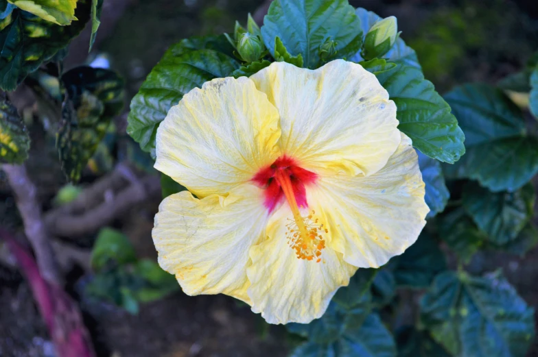 a big yellow flower with red stamen and a red center