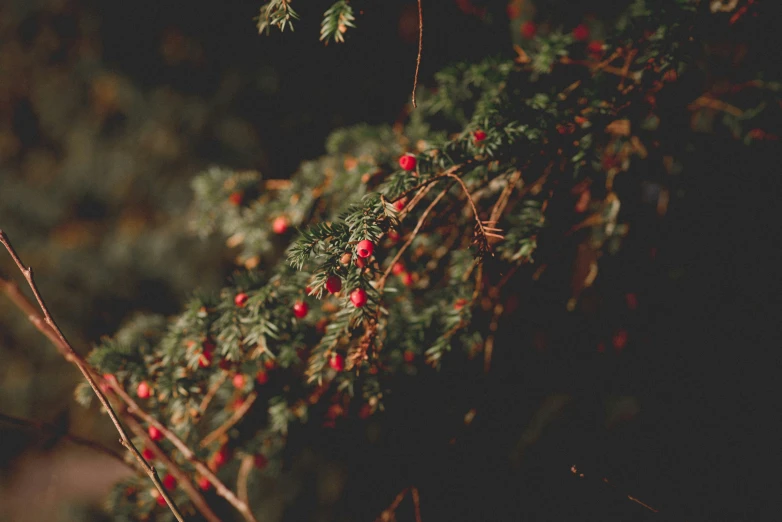 a closeup view of the tree and berries in the back