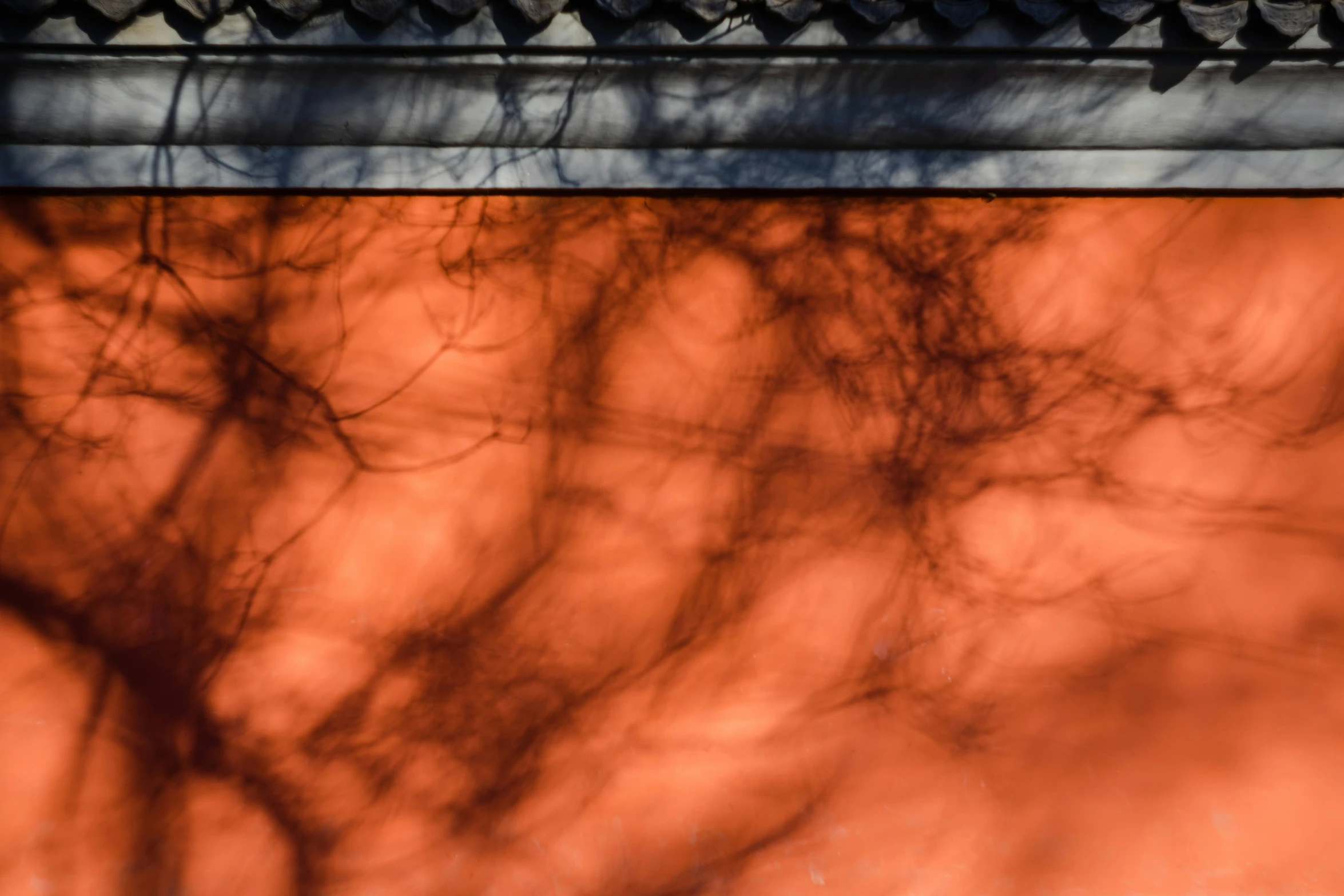 the tree's nches are casting their shadow against an orange wall