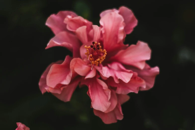 a flower is seen close up in the dark