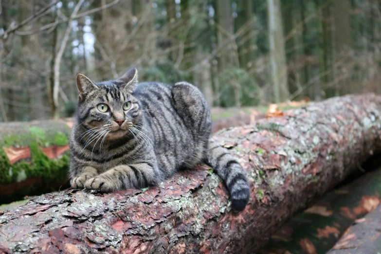 a cat sitting on top of a log in the woods