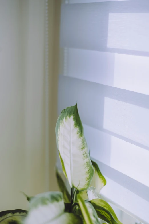 a close up of a plant in a room