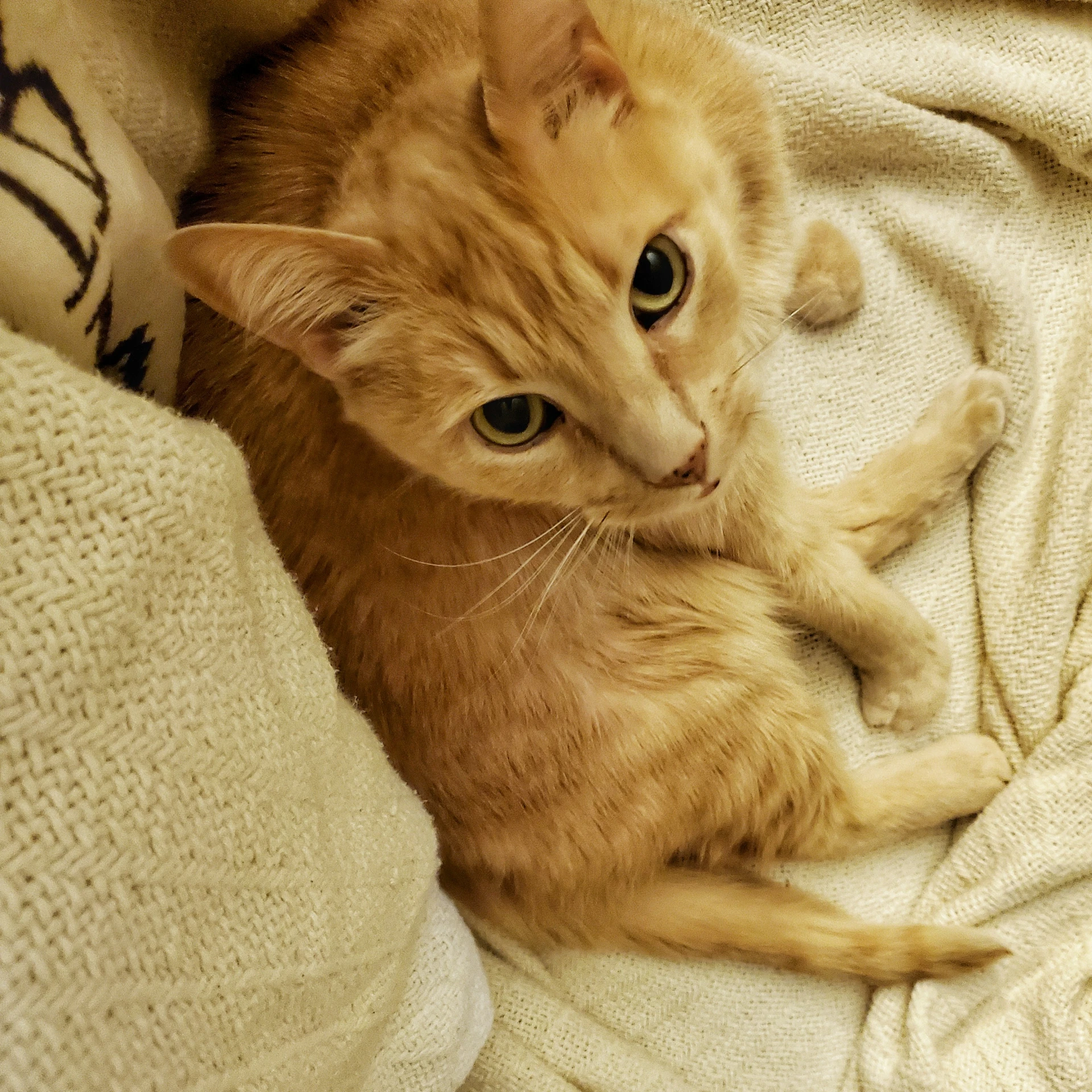 the orange cat is lying on the white cloth