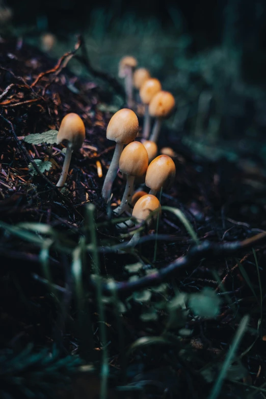 several mushrooms growing out of the forest floor