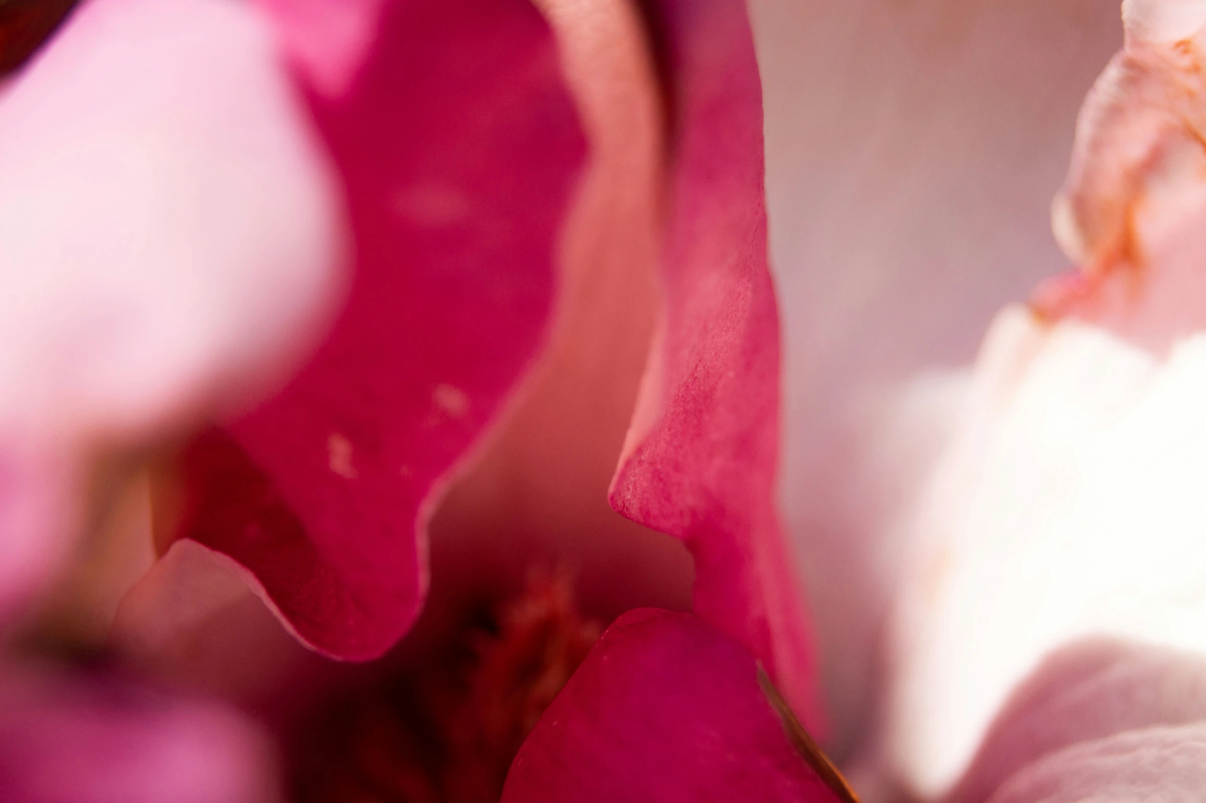 the center of a pink flower with lots of pink petals