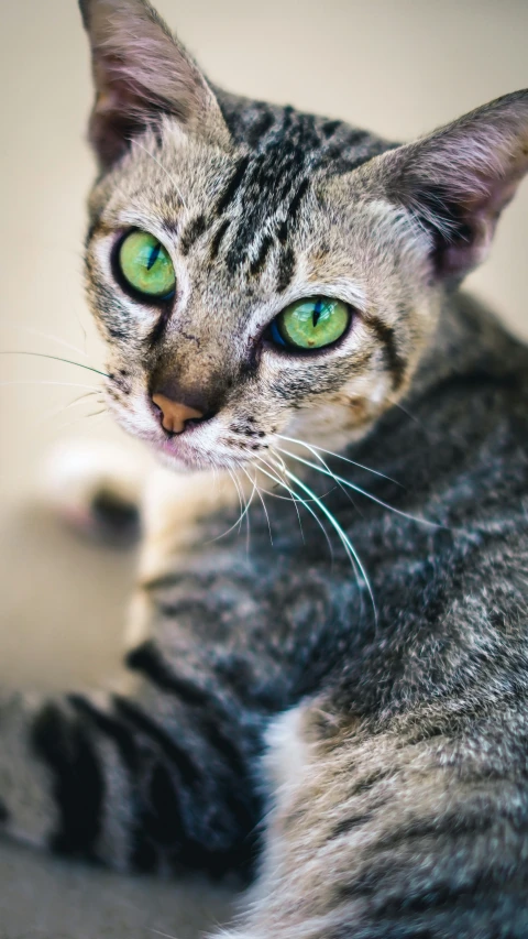 a grey tiger cat with green eyes looking into the distance