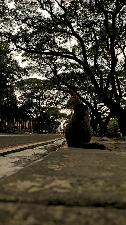 cat sitting down on road next to tree