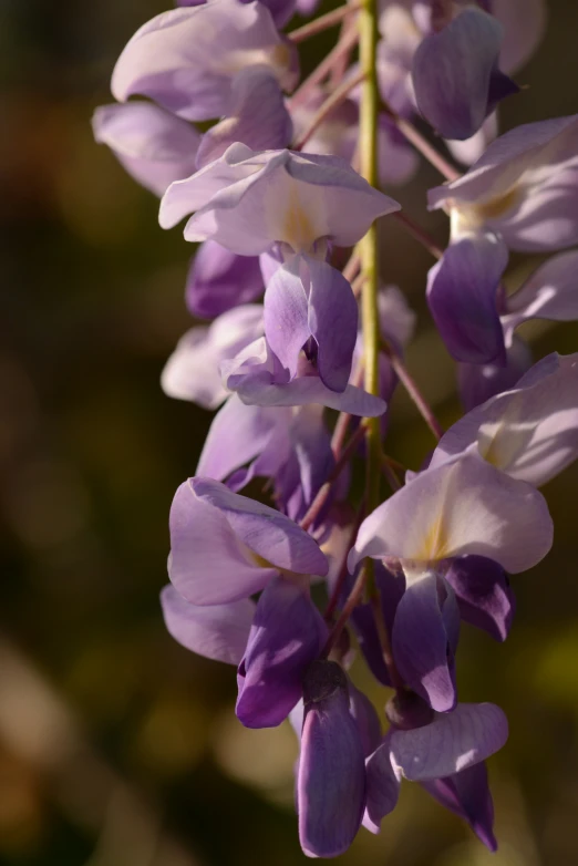 purple flowers in the sunlight, with green leaves