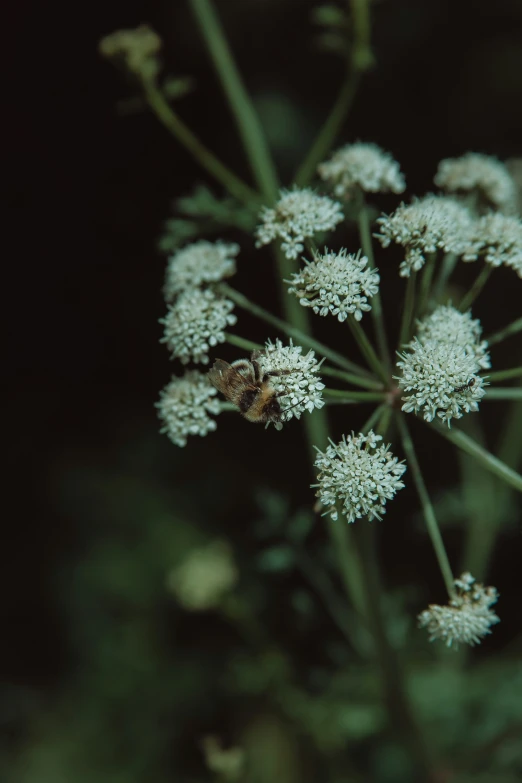 a bee is on a white flower