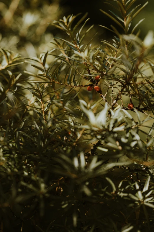 small red berries sitting on top of a tree nch