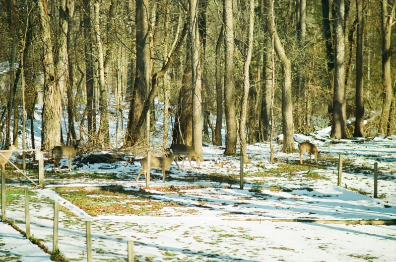 a group of deer walking through a snow covered forest