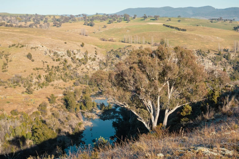 the sun shines on a tree that is near a river