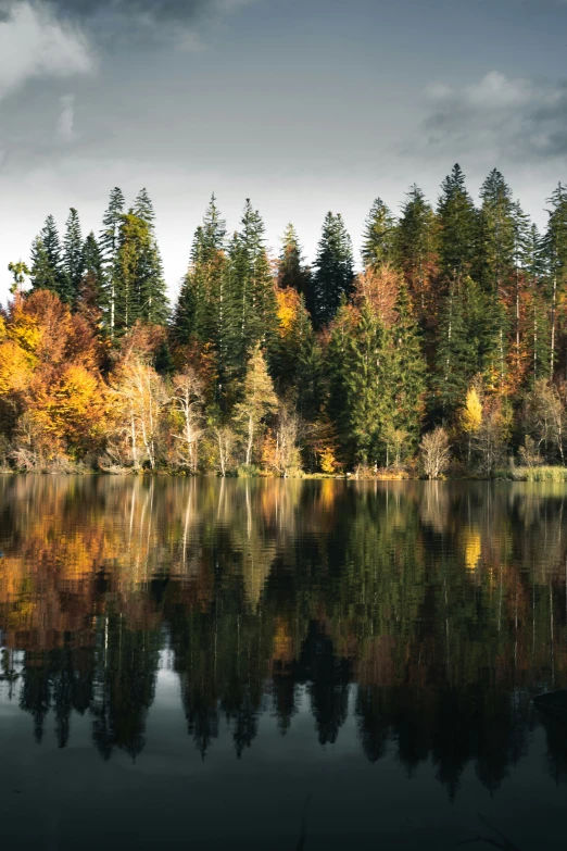 a scenic lake in a forested area with several trees reflecting in it