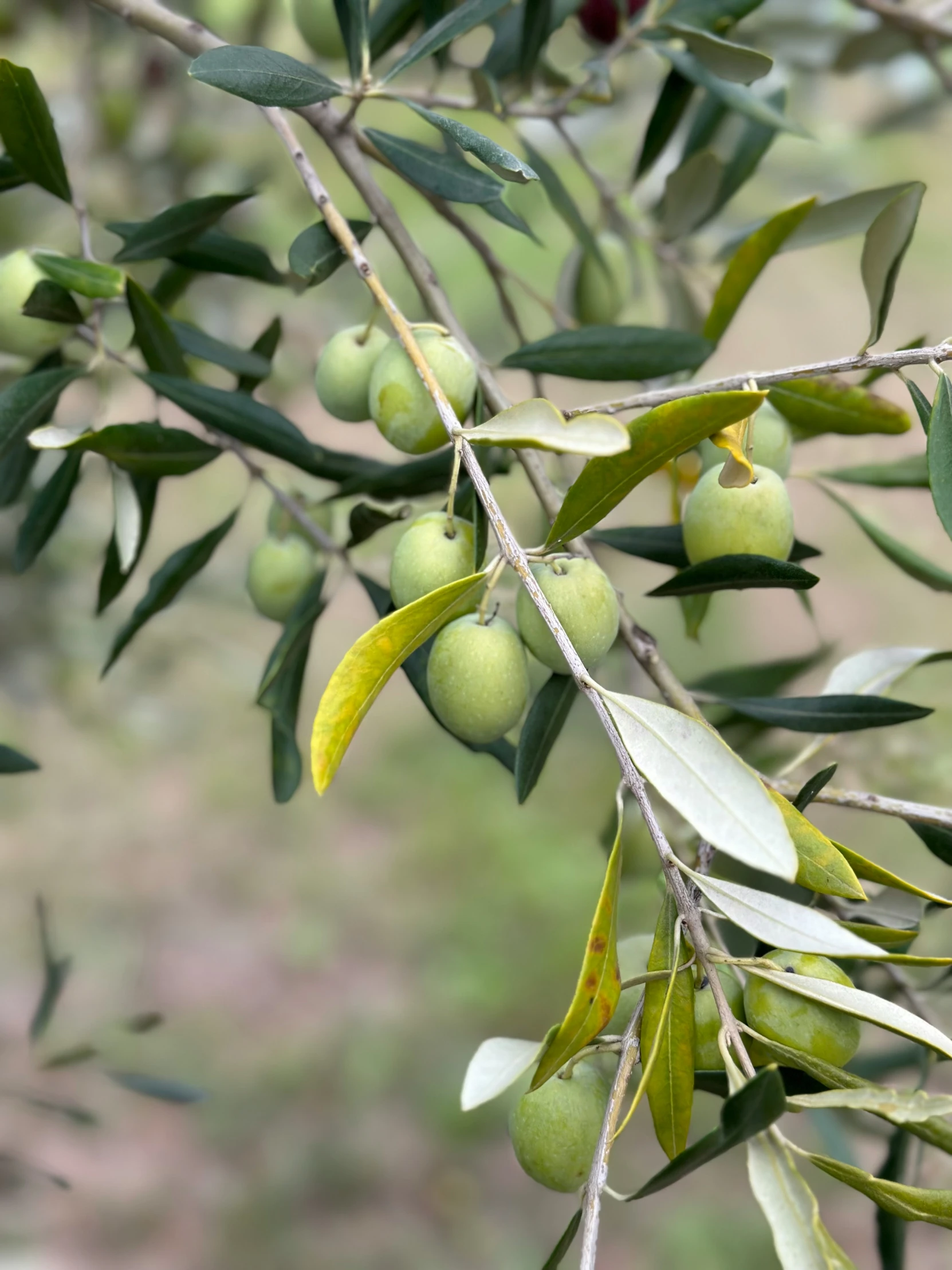 a tree filled with olives hanging from it's nches