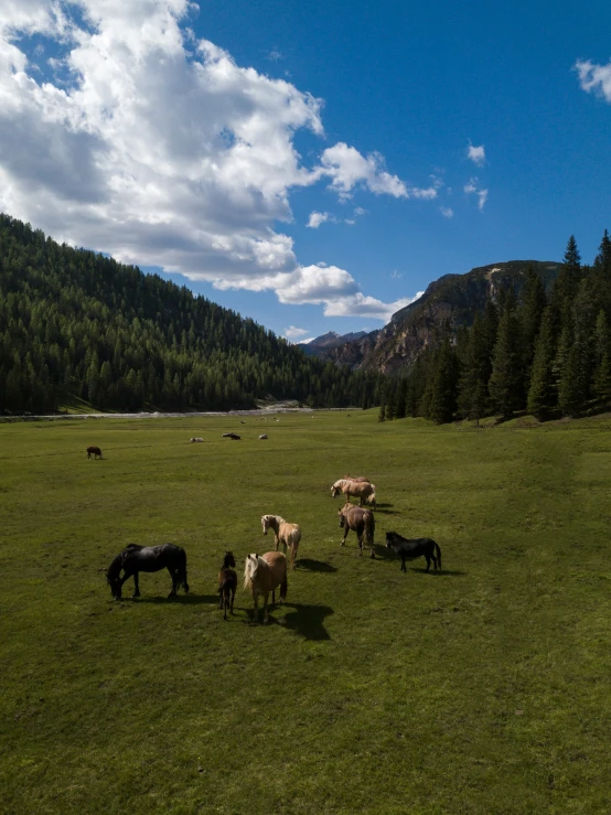 several cows grazing on grass in a field